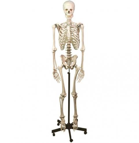 Scheletri e Modelli di ossa