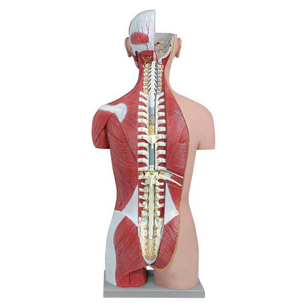 Modelli Anatomici